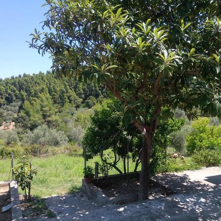 Wildherb House Agriovotano Luaran gambar